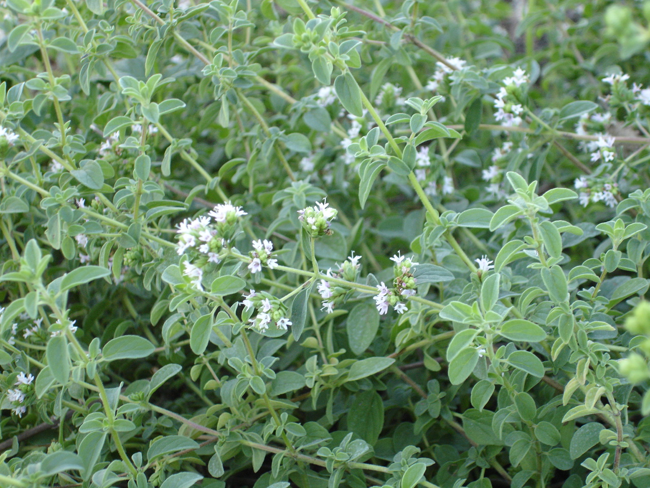 Manjerona